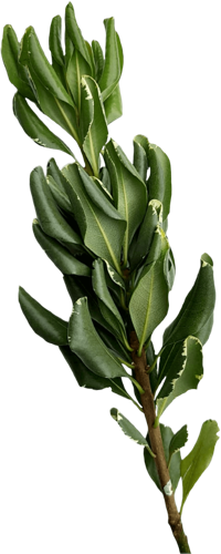 High quality Pittosporum plant